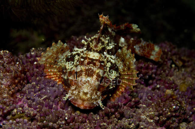 Червона скорпіонна риба на фіолетовому коралі — стокове фото