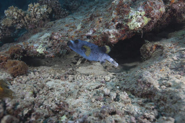 Puffer maculato in Laguna di Beqa — Foto stock