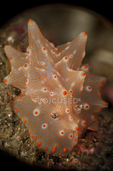 Orange and white nudibranch — Stock Photo