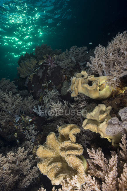 Вершина рифа с различными мягкими кораллами — стоковое фото