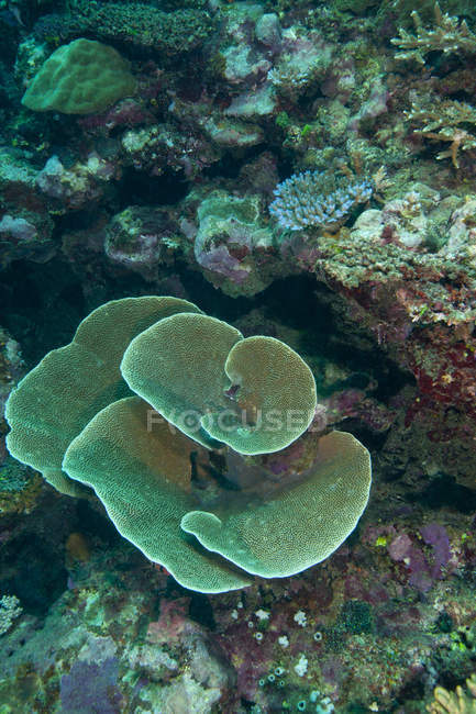 Kohl und andere Korallen — Stockfoto