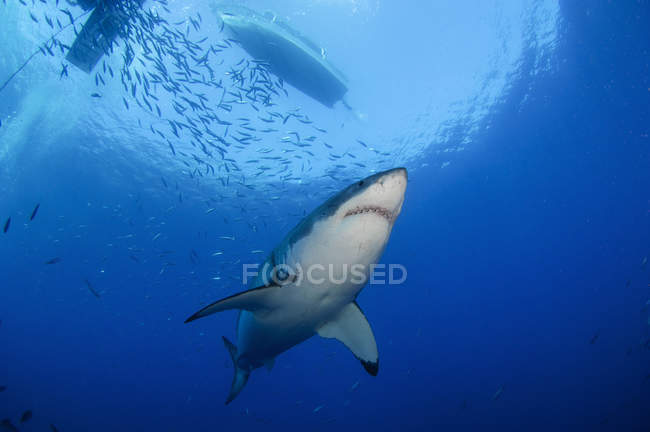 Grande tubarão branco fêmea — Fotografia de Stock