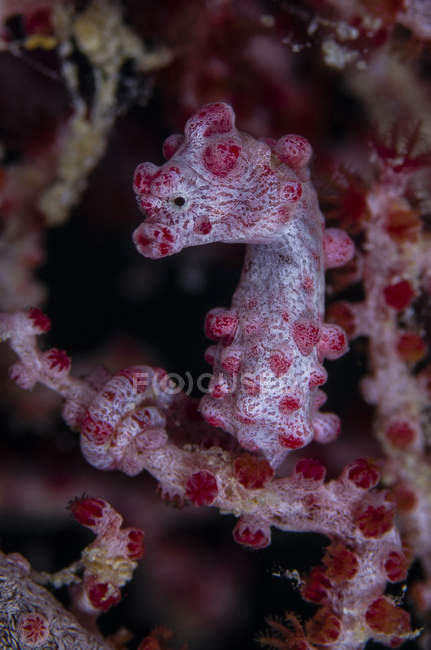 Colorful pygmy seahorse — Stock Photo