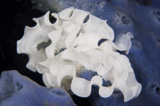 Jorunna funebris uova nudibranchia — Foto stock