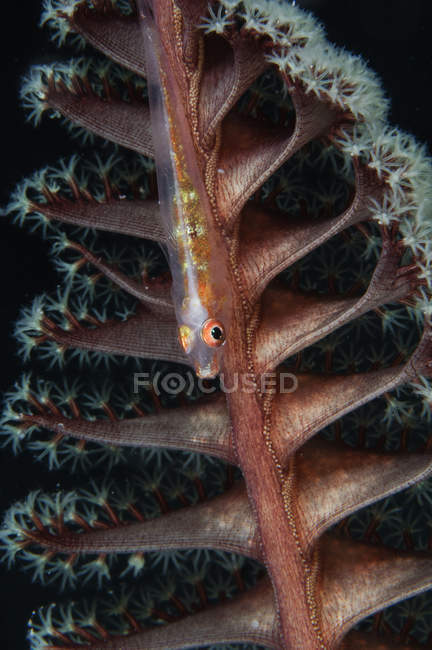 Goby fish on sea pen — One Animal, marine biology - Stock Photo | #174397916