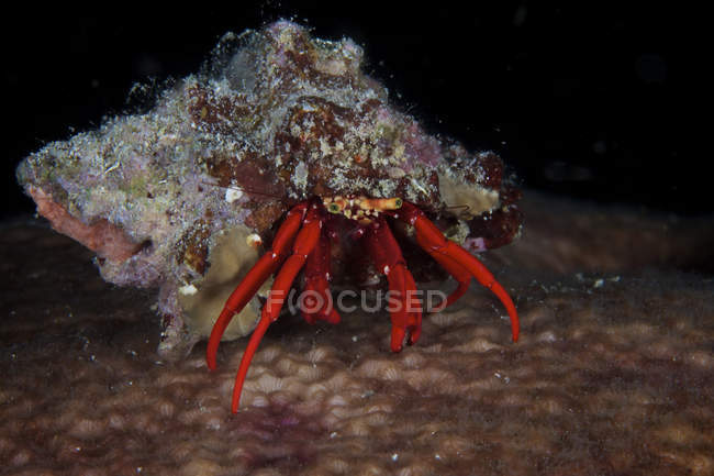 Red reef hermit crab — Stock Photo
