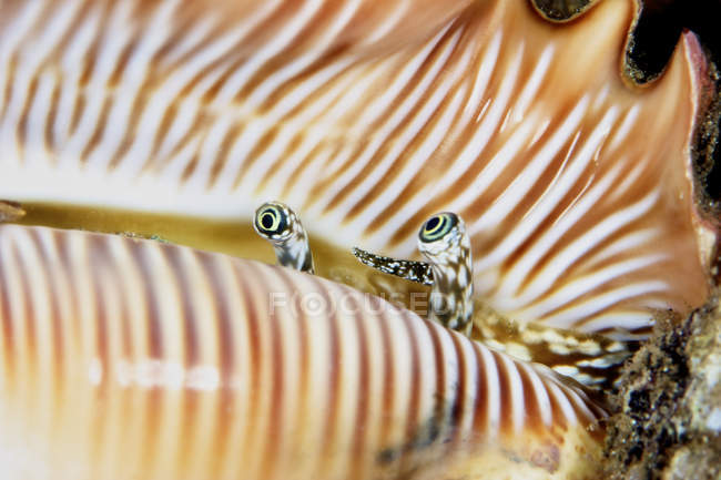 Muscheln, die aus der Schale schauen — Stockfoto
