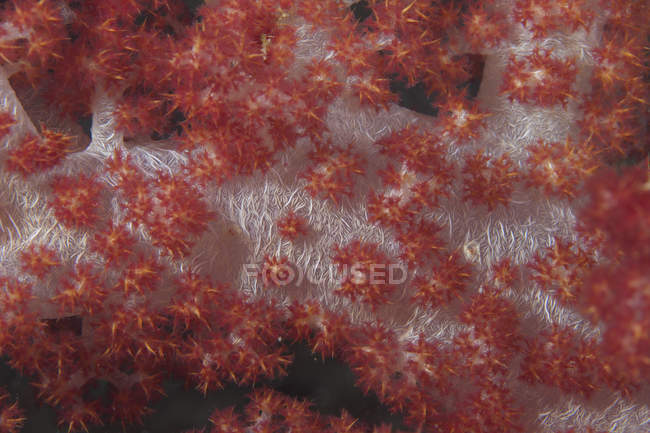 Árbol rojo coral en arrecife - foto de stock