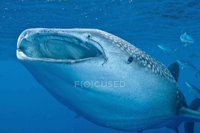 Tiburón ballena nadando con la boca abierta - foto de stock