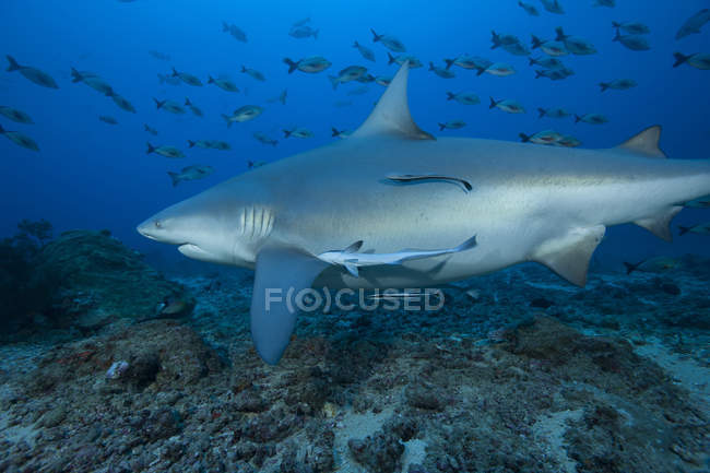 Large bull shark — Stock Photo