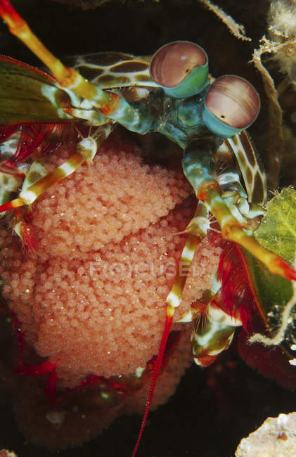 Mantis crevettes avec oeufs embrayage — Photo de stock