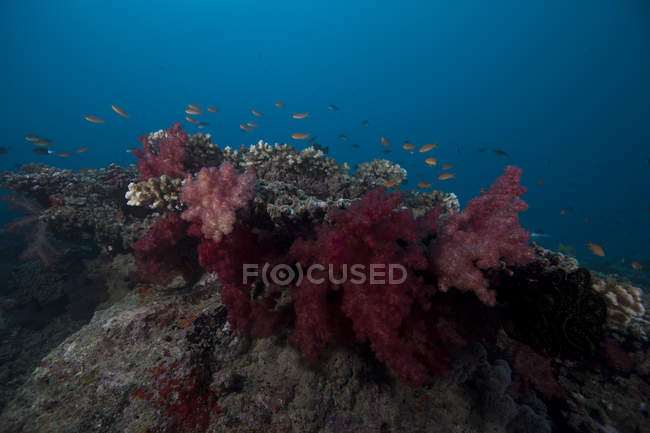 Рыба плавает над мягкими кораллами — стоковое фото
