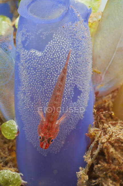 Red goby with clutch of eggs — Stock Photo