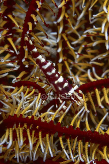 Mimic shrimp on crinoid — Stock Photo
