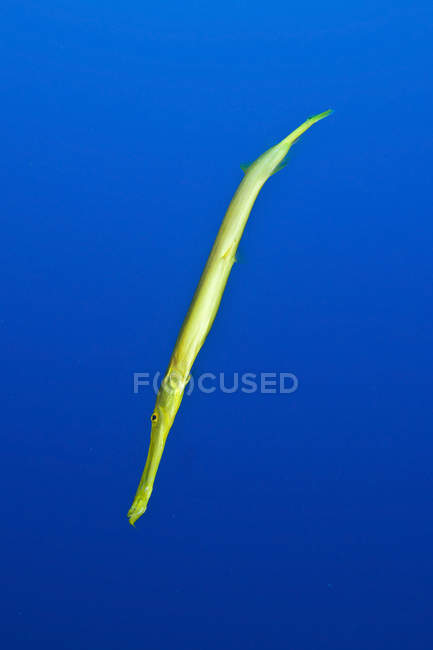 Trompetfish amarelo em água azul — Fotografia de Stock