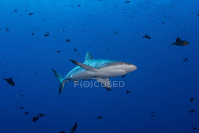Squalo grigio della barriera corallina in acqua blu — Foto stock