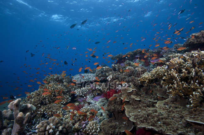 Обучение рыб и кораллов — стоковое фото