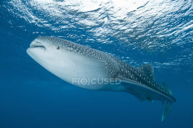 Китова акула біля поверхні — стокове фото