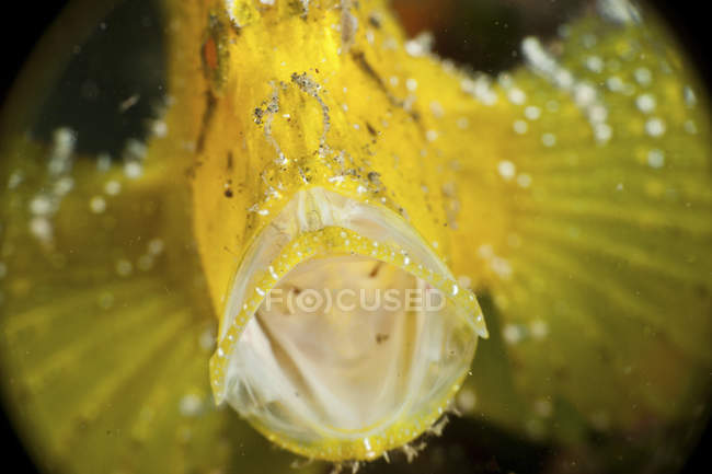 Yellow leaf scorpionfish — Stock Photo