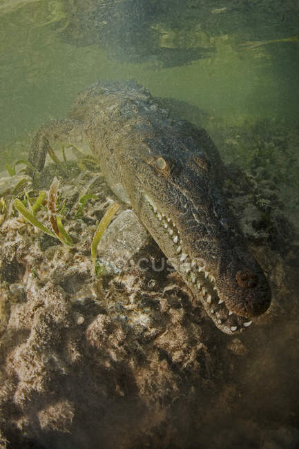 Crocodilo americano de água salgada na água — Fotografia de Stock