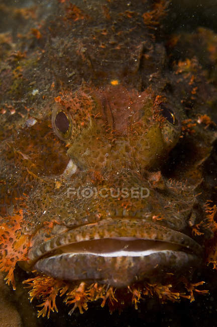 Escorpionfish rosto close-up tiro — Fotografia de Stock
