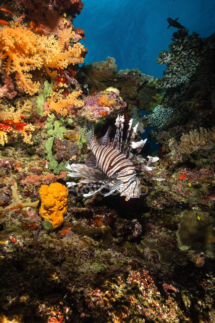 Feuerfische schwimmen über Korallenriff — Stockfoto