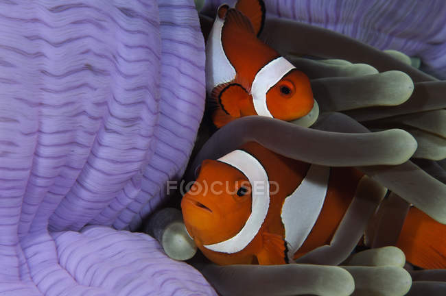 Pair of hiding Clown Anemonefish — Stock Photo