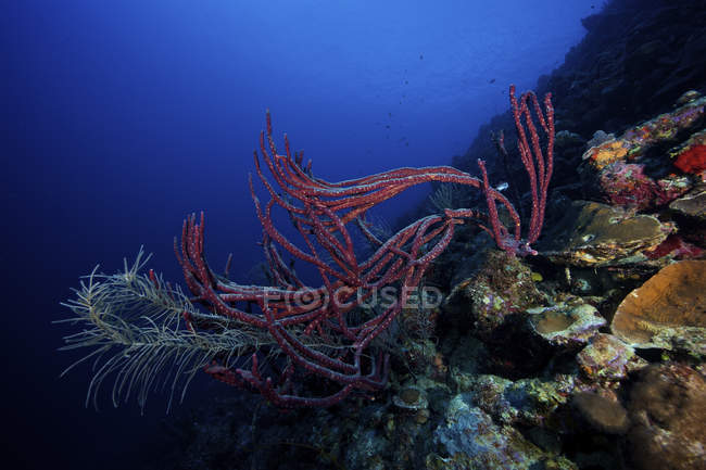 Rope sponges on deep reef — Stock Photo