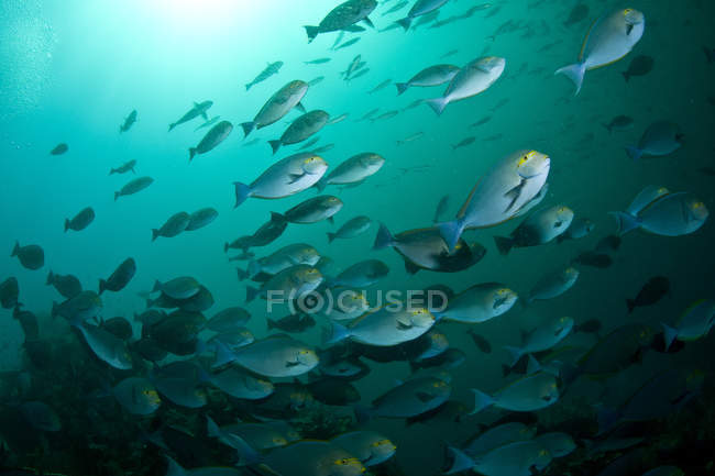 School of yellow masked surgeonfish — Stock Photo
