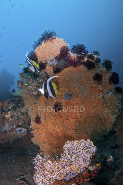 Банерна риба на коричневому морському вентиляторі — стокове фото