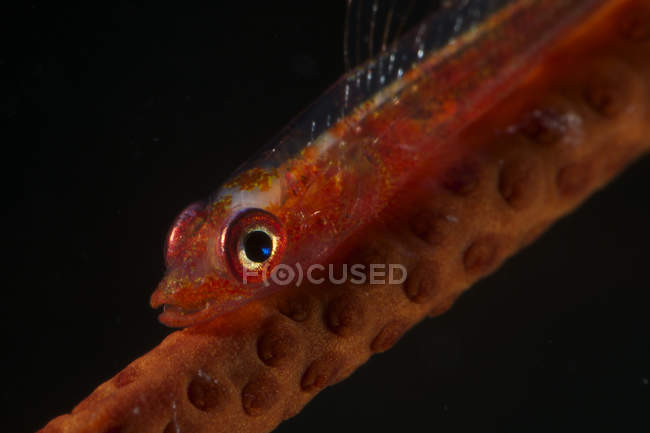 Красный неподвижный бычок на хлысте коралла — стоковое фото