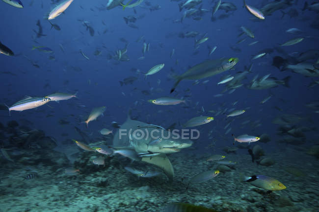 Squalo toro circondato da pesci di barriera — Foto stock
