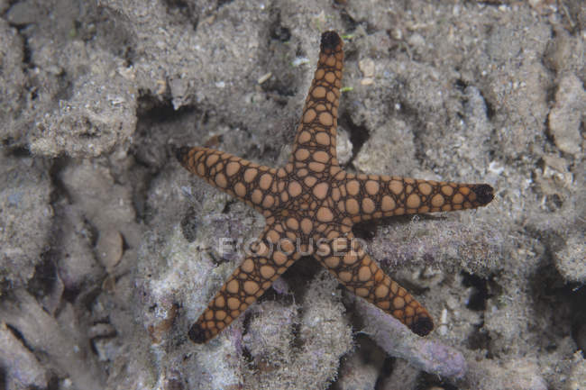 Estrella del mar en la laguna de Beqa - foto de stock