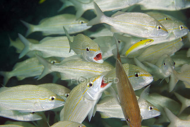 Smallmouth Grunts swimming in one direction — Stock Photo
