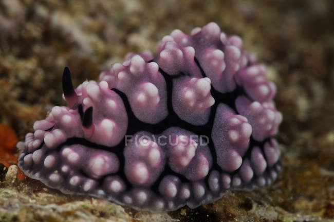 Nudibranchia che si nutre di alghe — Foto stock