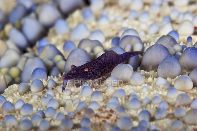 Emperor shrimp on pin cushion starfish — Stock Photo