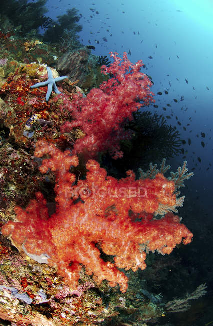 Coraux rouges mous et étoiles de mer bleues — Photo de stock