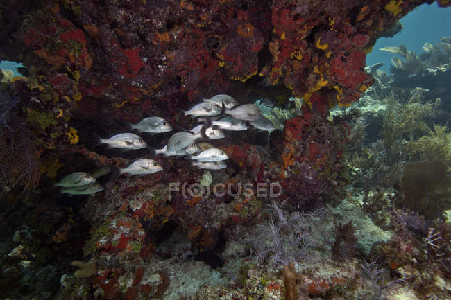 Flock of Gray Snappers swimming in current — Stock Photo