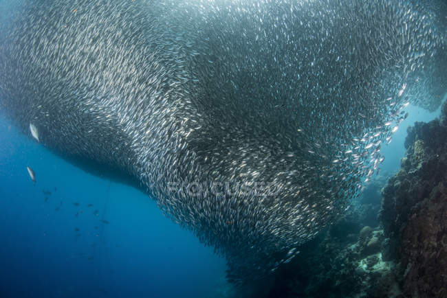 Massive école de sardines — Photo de stock
