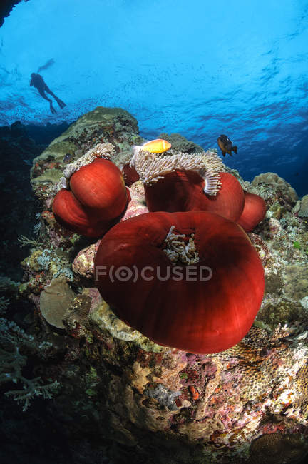 Plongeur et anémones magnifiques — Photo de stock