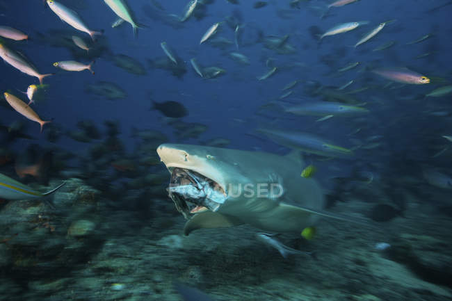 Lemon shark chomping tuna head — Stock Photo