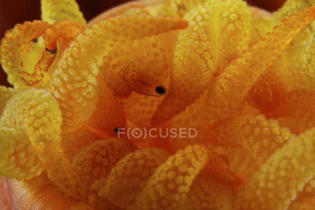 Yellow tube coral polyps with parasites — Stock Photo