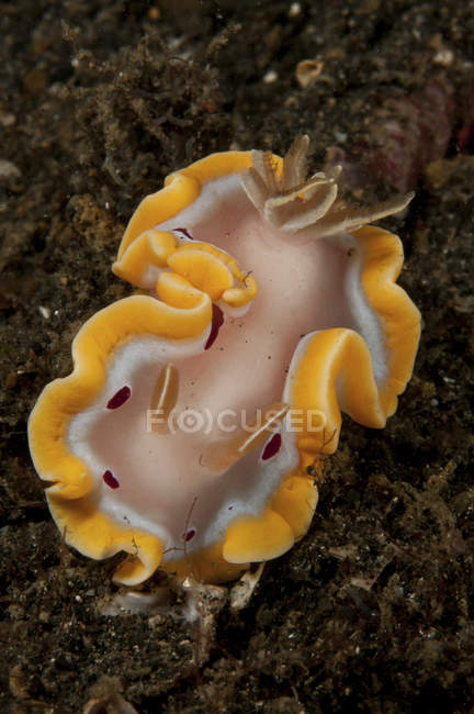 Glossodoris cruenta babosa marina - foto de stock