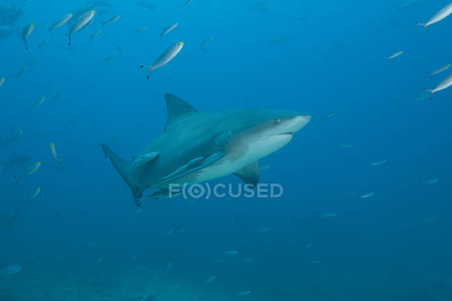 Tiburón toro en el sitio de buceo Bistro - foto de stock