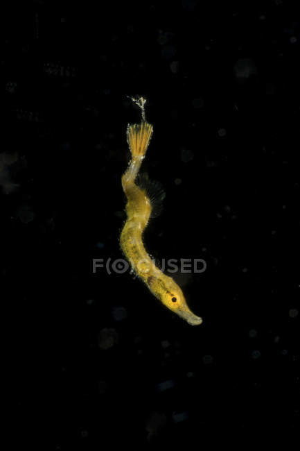 Minúsculo juvenil amarelo pipehorse — Fotografia de Stock