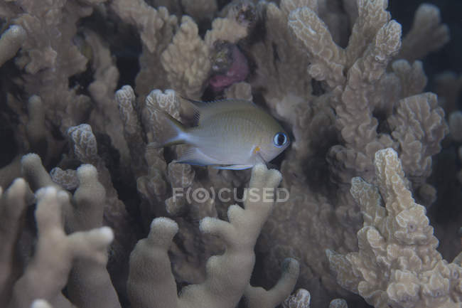 Cromo ambone nuotando vicino al corallo — Foto stock
