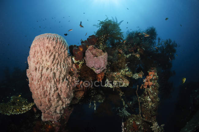 Barrel sponge on Liberty Wreck — Stock Photo