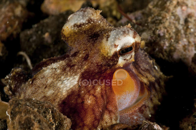 Octopus closeup shot — Stock Photo