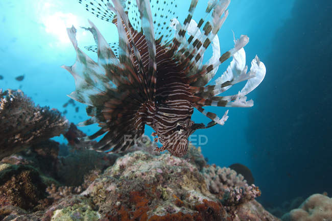 Загальні lionfish, плавання на лагуну Бека — стокове фото