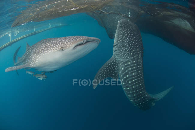 Tubarões-baleia nadando perto de redes de pesca — Fotografia de Stock